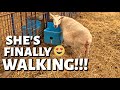 An unfortunate set of quintuplets and MY DOWN EWE WALKS FOR THE FIRST TIME!!😍(DAY 3): Vlog 265