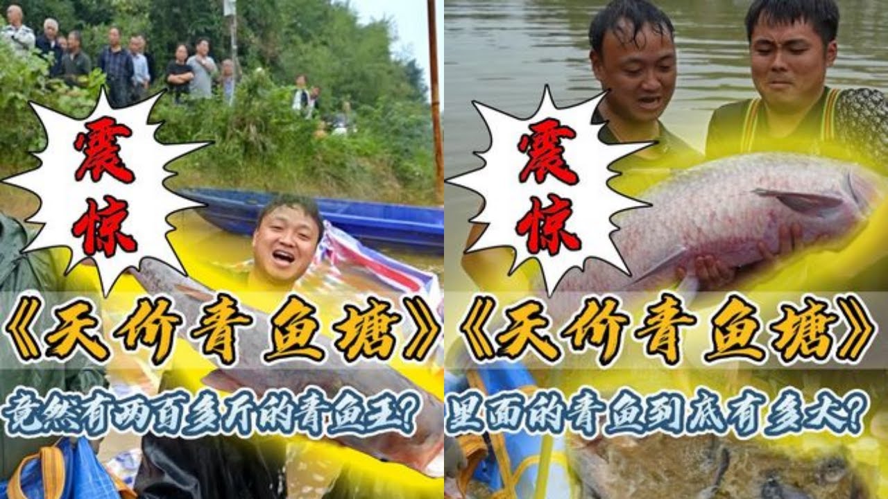 花高价盘下青鱼钓场里的2条大青鱼，听说里面竟然有200多斤的青鱼王？#户外抓鱼 #户外捕鱼 #大表哥抓鱼 #乡村生活 #农村生活