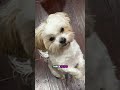 💗💚 These dogs need help