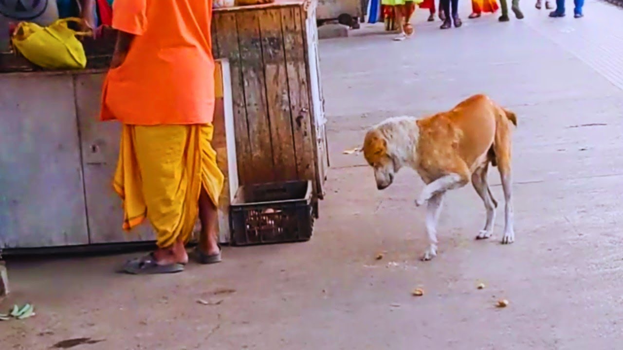 street dogs.How to help stray dogs in India.Are stray dogs a problem