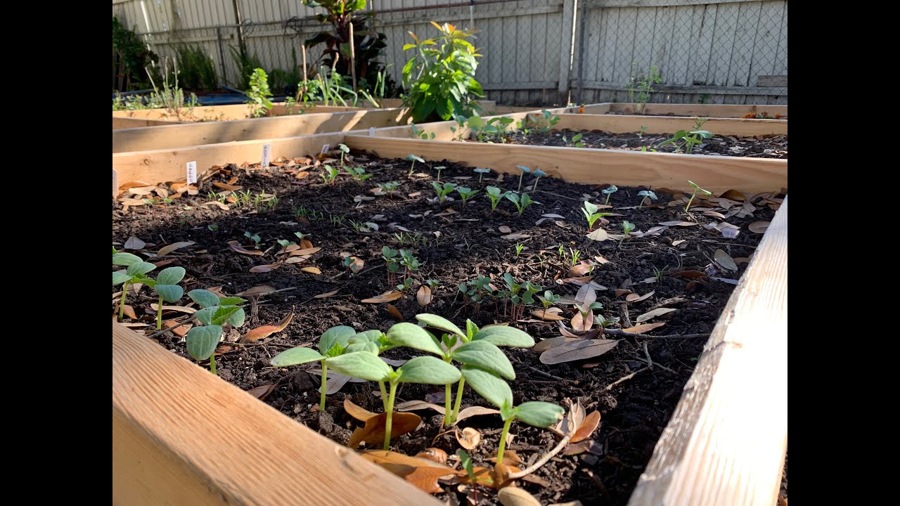 Raised Garden Bed Update!! Okra, Cucumbers, Tomato and Much More!! DKUJ