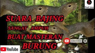 SUARA BAJING NGEKEK SANGAT BAGUS BUAT MASTERAN BURUNG JEDA SUARA AIR