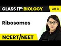 Ribosomes - Cell The Unit of Life | Class 11 Biology