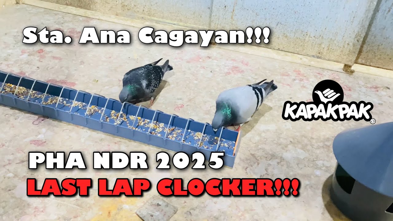 PHA NDR 2025 11TH OVERALL YB / OB