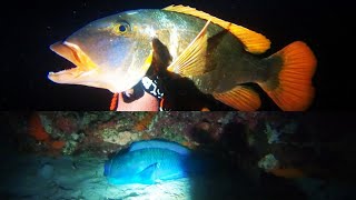 NIGHT SPEARFISHING PHILIPPINES!!