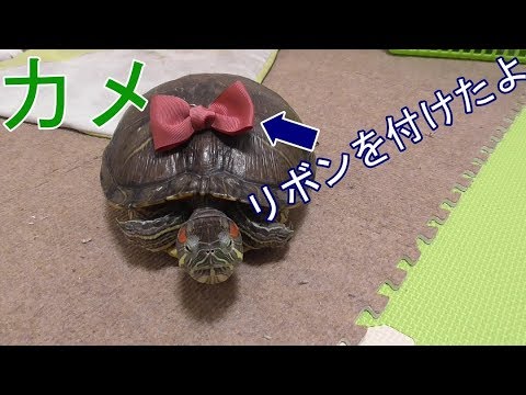 亀 ミドリガメ リボン付けてみた かわいい Youtube