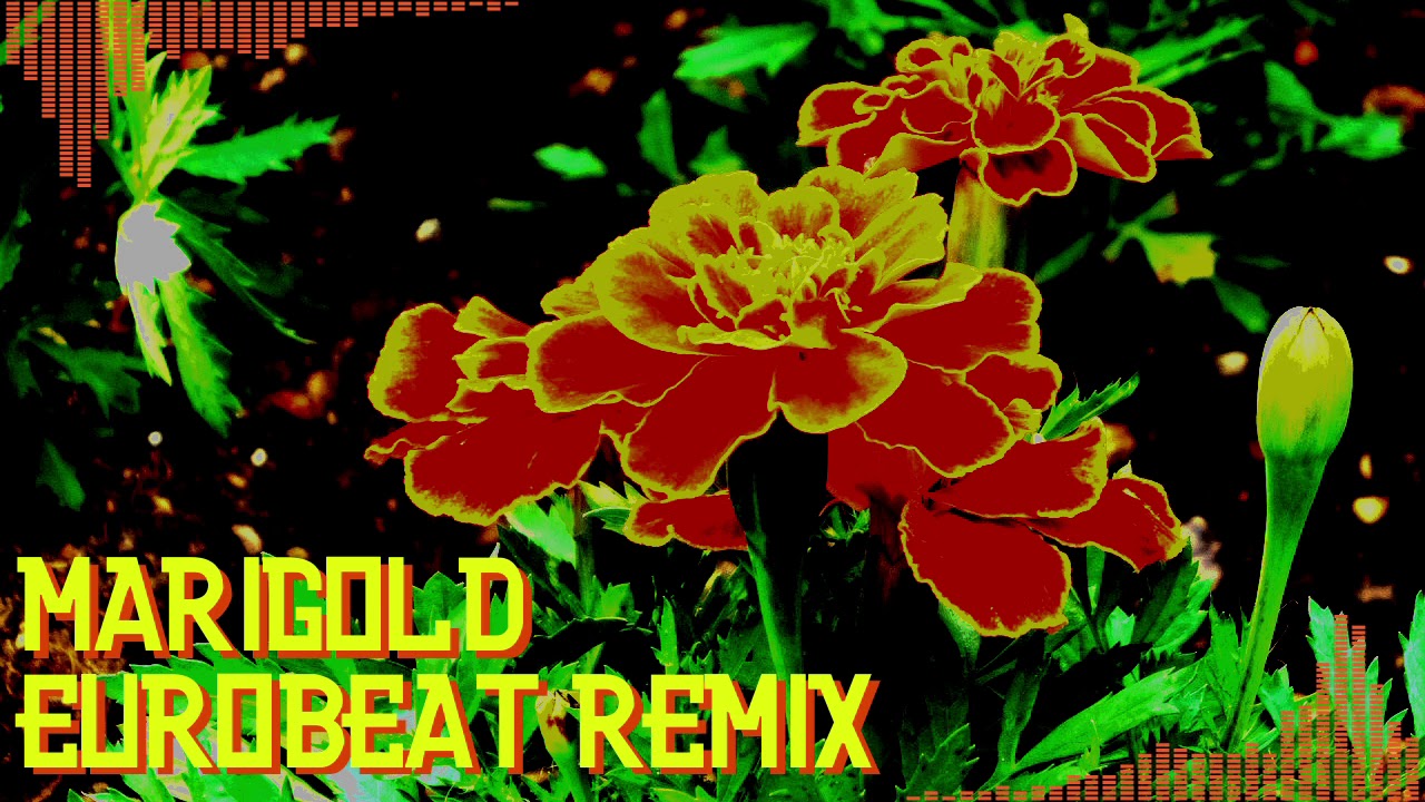 【あいみょん】マリーゴールド(EUROBEAT REMIX)
