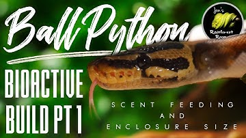 Ball Python Bioactive Build Plans & Scent Trailing Ball Python Feeding