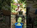 पत्ता गोभी काटने का सबसे ते तरीका😱गजब का देसी जुगाड़🥬🔥 #shorts #shortsfeed #desijugaad #farming #desi
