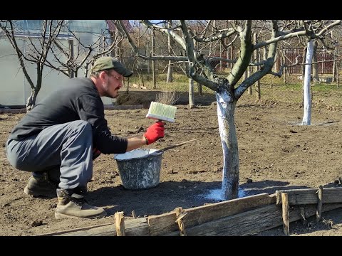 Video: Sonbaharda meyve ağaçlarının badanalanması, sakin bir kışlama ve çiçek açan bir bahar için gerekli bir koşuldur