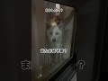 愛犬家あるある⁉️愛犬家は、愛犬に「いってらっしゃい❣️」のお見送りをされると、1秒でも早く用事を終わらせて帰宅したくなる‼️#さみしいの顔が愛犬家にはたまらなく辛い😭#柴犬#多頭飼い#dog