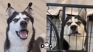 Husky Dog help you forget the stress by Dog Lovers 70 views 3 years ago 11 minutes, 14 seconds