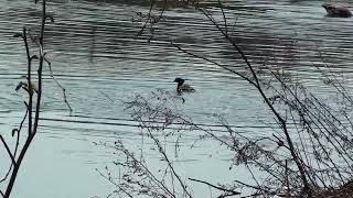 Hooded Merganser Drake Defends Mate From Unwanted Suitor On "The Snowy Creek".
