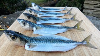MACK ATTACK!!! | Atlantic Mackerel Catch Clean Cook