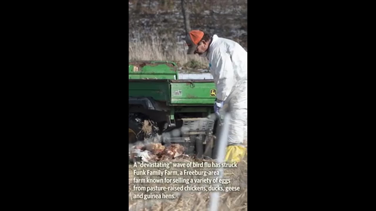 Freeburg Chicken Farmer Loses Entire Flock to Avian Influenza - YouTube
