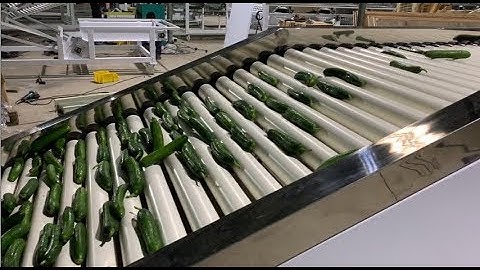 cucumber sorting machine，cucumber grading machine
