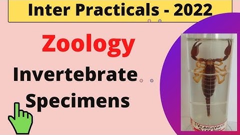 Zoology Practicals | Invertebrate Specimens | Inter Practical Exams