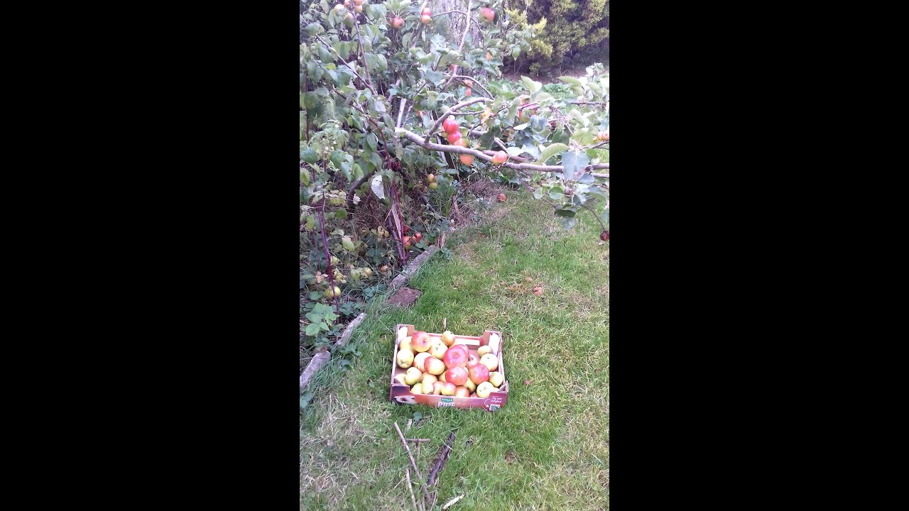 Apple Harvest🍎: Messages from Bramley 