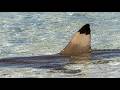 Sharks of New Caledonia - The Real Masters of the Lagoon