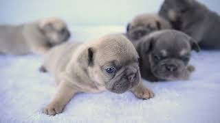 French Bulldog Puppies for Sale | Sweet Southern Charm's Latest Litter