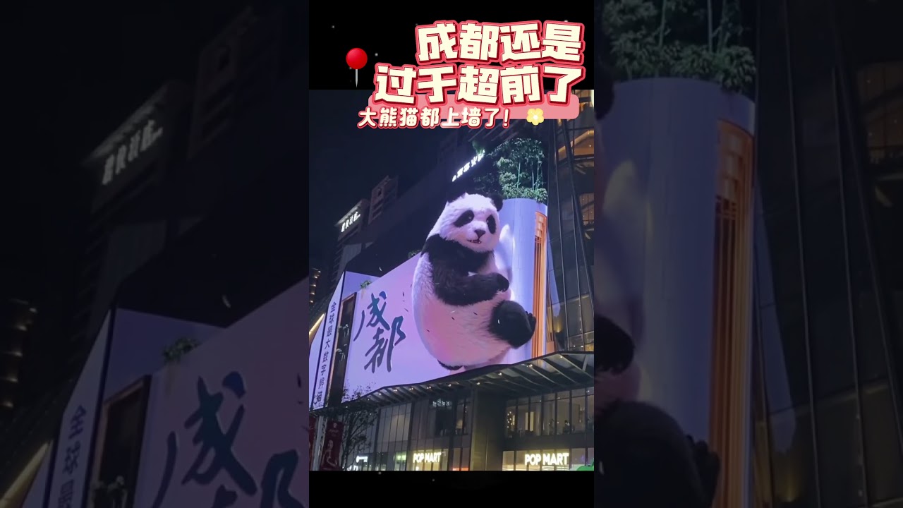🐼💕The chic Chengdu is online! Look, even the giant panda is climbing on the wall! 