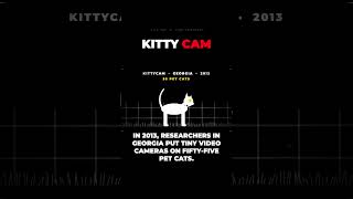 They Put Cameras on 55 Cats. Here’s What They Caught