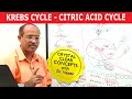 Krebs Cycle - Citric Acid Cycle - Cellular Respiration