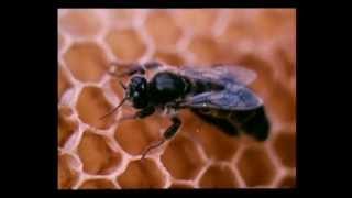 Чтобы пчел стало больше. УК ВГИК 1982 год.