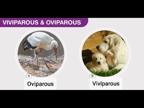 | Viviparous and Oviparous animals | Reproduction in animals |