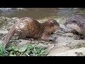 智光山公園こども動物園　コツメカワウソのむしゃむしゃタイム　2017/10/1