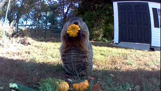 Chunk and Nibbles are #Thankful for #Pumpkins