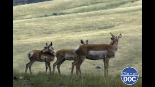 Who are the Wapiti? We are talking about this species that appears in Yellowstone Lake...