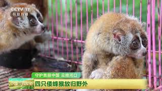 [中国三农报道]守护美丽中国 云南河口 四只倭蜂猴放归野外 | 农业致富经 Agriculture And Farming