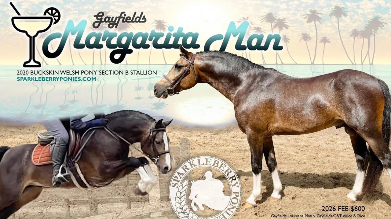 Gayfields Margarita Man