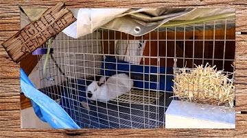 What Time of Year is Best for Breeding Rabbits - The SR Rabbit Update 7-18-17