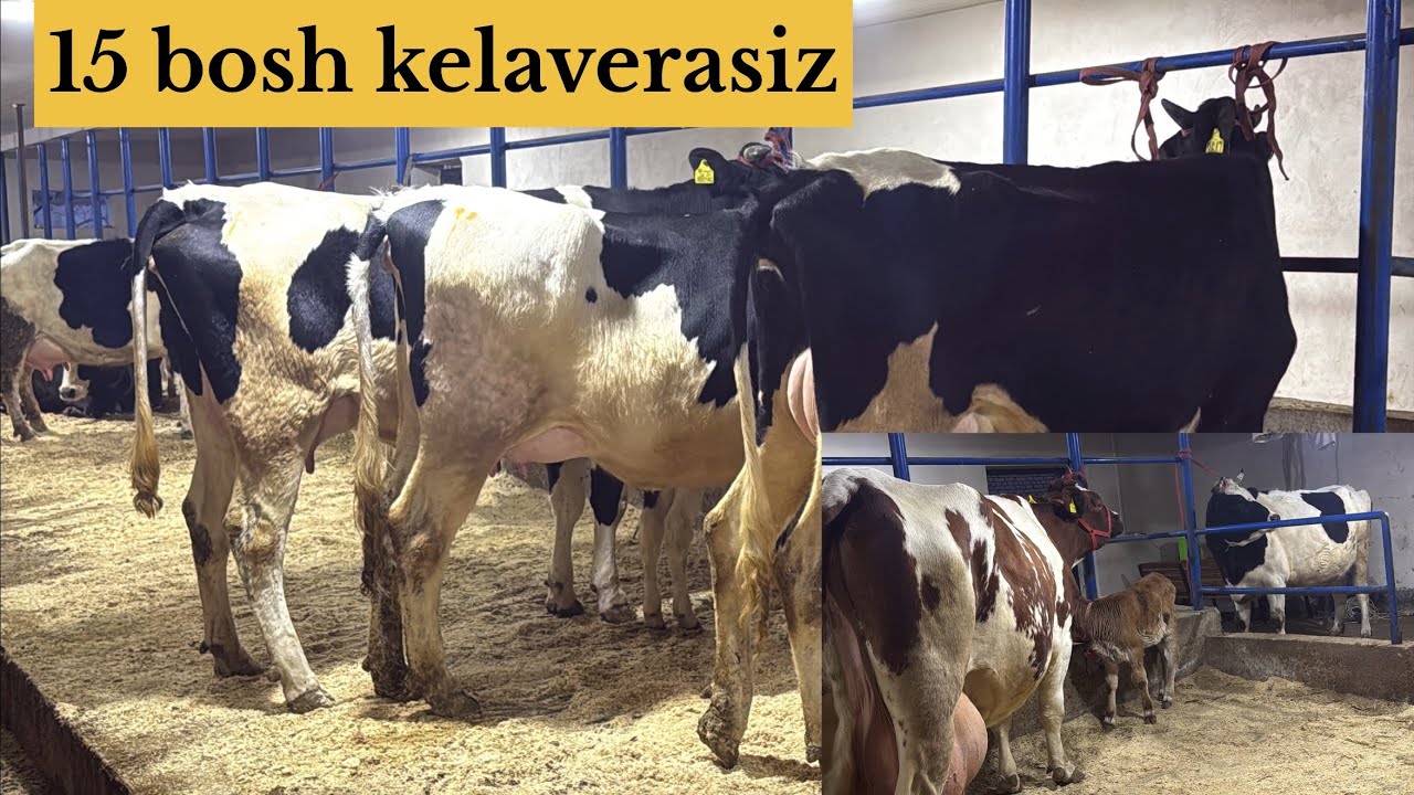 Ser sut sigirlar soʻraganlarga 