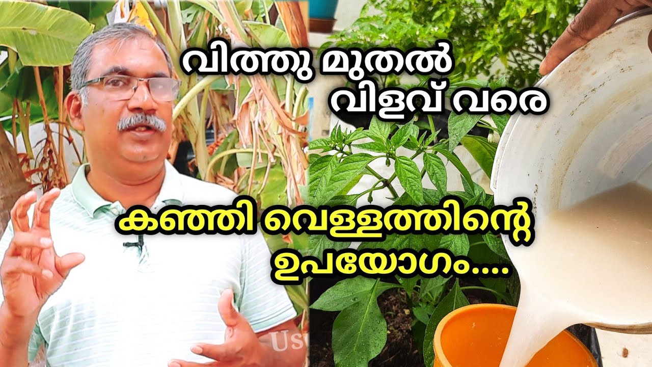 കഞ്ഞിവെള്ള ലായനി കൃഷിയിൽ  ഉപയോഗിക്കേണ്ട വിധം |Kanjivellam Fertilizer Malayalam|Rice Water for Plants