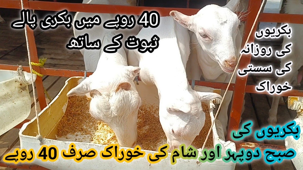 Daily expenses on 12 goats ll Bakri ka daily ka kharcha 40 rupy ll Bakri ki 3 time ki sasti khurakh