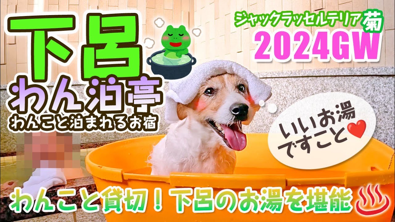 【下呂わん泊亭】GW下呂温泉旅 わんこと泊まれる宿 ジャックラッセルテリア菊です。わんことお風呂