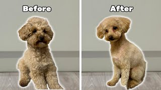 My Dogs Incredible Transformation After Groom