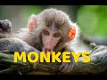 ОБЕЗЬЯНЫ /  MONKEYS