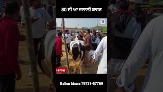 80 ਦੀ ਆ ਦਲਾਲੀ ਬਾਹਰ #apnakitta #cow #dairyfarm #short #shortreel #shortviralreel 2026