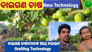 How To Start Brinjal Farming In Odisha Grafting Technologybrinjal Cultivation Increase Income