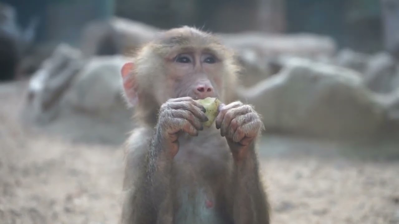 What does a monkey sound like? | Real monkey sound