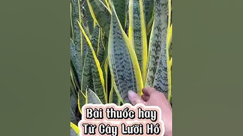 Bài thuốc hay từ cây Lưỡi Hổ .