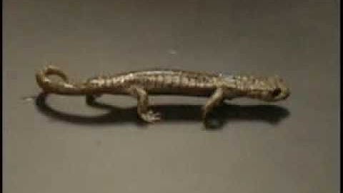 AmphibiaWeb_Hydromantes_brunus.flv