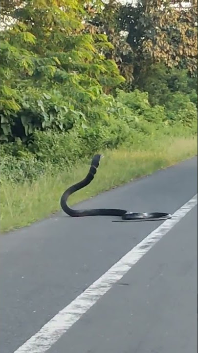 Download lagu #KING COBRA Near Nimti Alipurduar WEST BENGAL