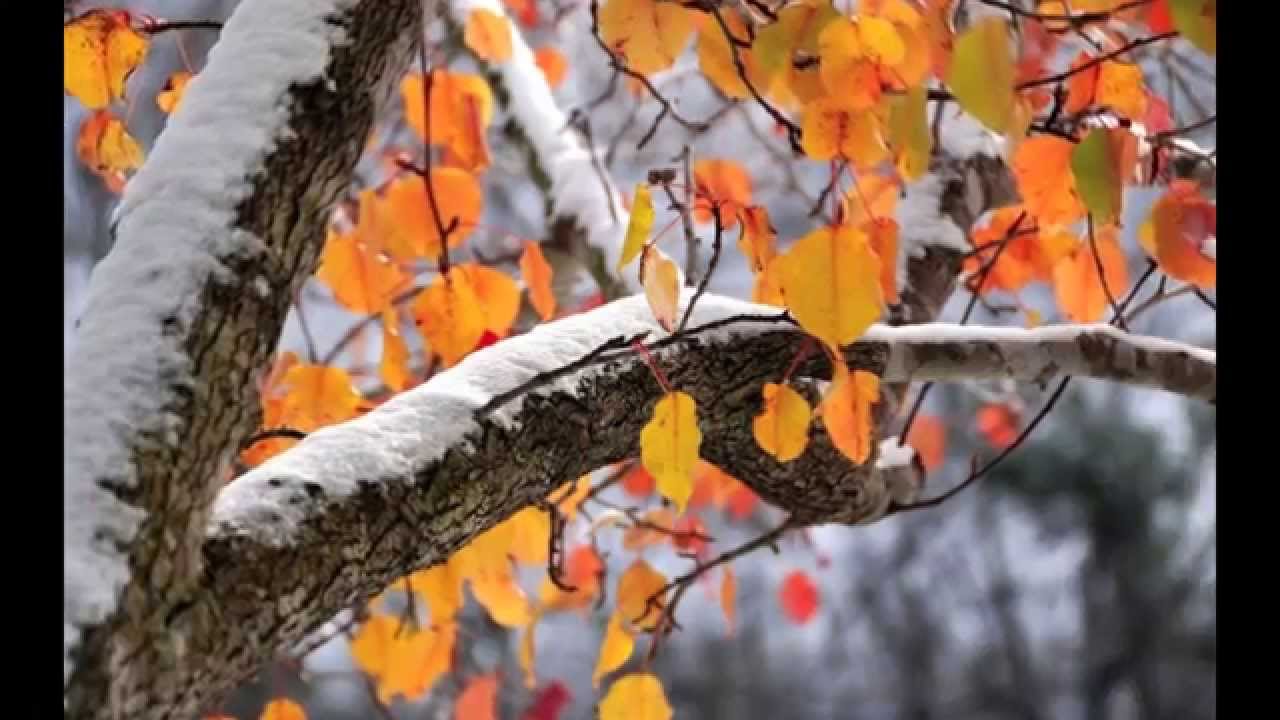 LADY PLUS - коллекция "Предчувствие зимы"