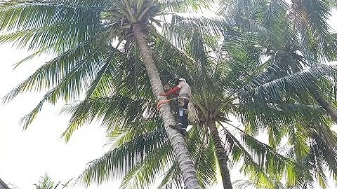 anh thợ hạ cây dừa cao hơn ba mươi mét rất nhanh