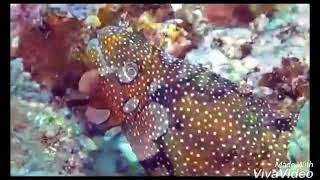 Download lagu KEINDAHAN WISATA LAUT BUNAKEN